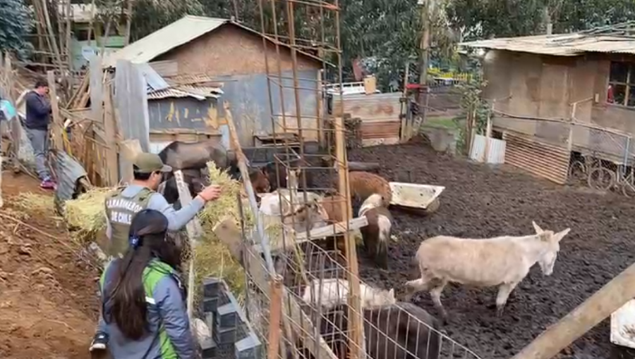 Desbaratan matadero clandestino que mantenía más de 30 animales en deplorables condiciones de salubridad en Cartagena