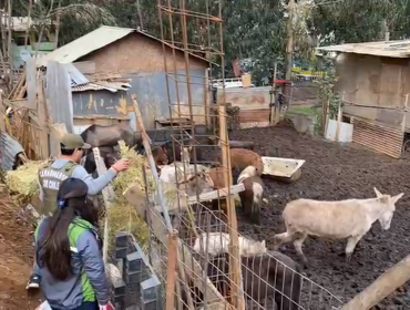 Desbaratan matadero clandestino que mantenía más de 30 animales en deplorables condiciones de salubridad en Cartagena