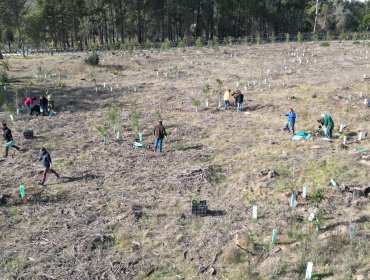 Plantan 60 árboles nativos en acceso principal de la Reserva Nacional Lago Peñuelas de Valparaíso