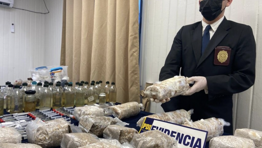 Incautan 68 kilos de hongos alucinógenos en San Carlos: Es el mayor decomiso de esta droga en el país