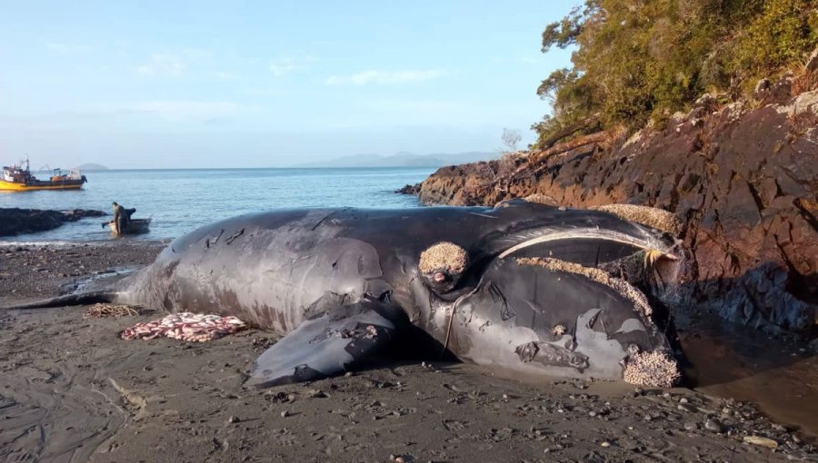 Sernapesca denunció ante Fiscalía varamiento de ballena franca en la región de Aysén