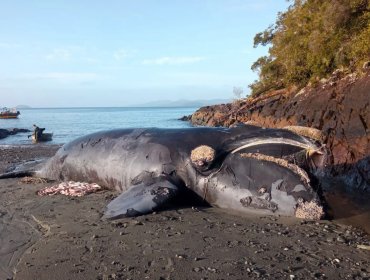 Sernapesca denunció ante Fiscalía varamiento de ballena franca en la región de Aysén