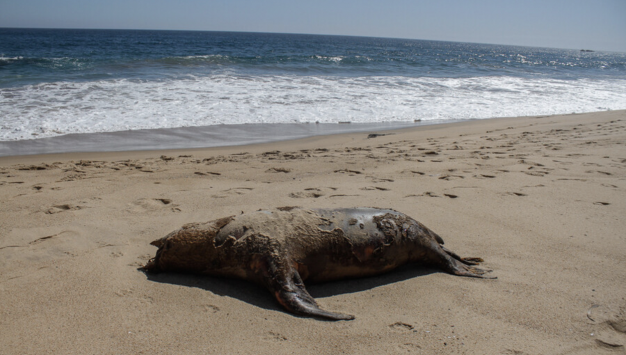 Confirman primer caso de gripe aviar en un lobo marino en Puerto Williams