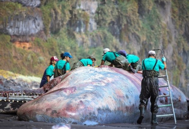 Encuentran en los intestinos de un cachalote muerto en España una piedra que estaría valorada en US$500 mil