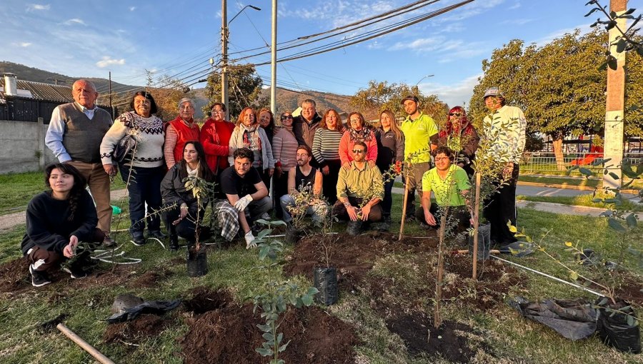 Desarrollan innovador método para la plantación y rápido crecimiento de bosques en sectores urbanos de Limache