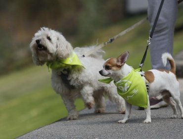 Corte rechaza expulsión de mascotas de edificio en Santiago: Dueña sufre de depresión