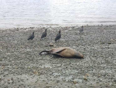 Más de 15 mil animales marinos han muerto por influenza aviar en Chile durante el primer semestre