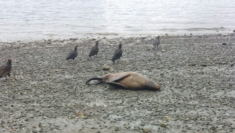 Más de 15 mil animales marinos han muerto por influenza aviar en Chile durante el primer semestre