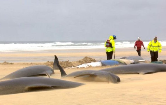 Manada de 55 ballenas piloto muere tras quedar varada en una playa de Escocia