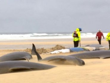 Manada de 55 ballenas piloto muere tras quedar varada en una playa de Escocia
