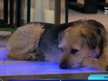 Auspiciador de “Gran Hermano” alza la voz ante maltrato al perro Bigote