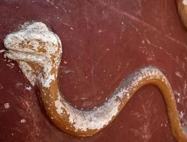Los fascinantes hallazgos en las nuevas excavaciones del Parque Arqueológico de Pompeya