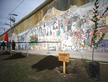 «Árboles por la Memoria»: Lanzan proyecto para recordar a víctimas de la dictadura con árboles nativos plantados a lo largo de Chile