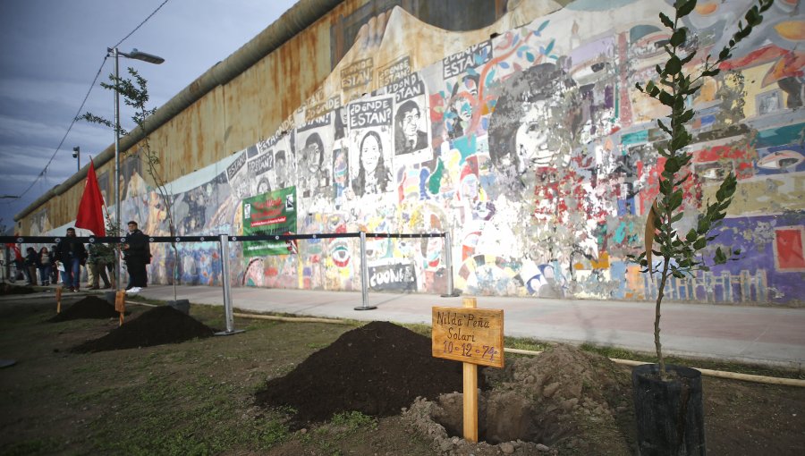 «Árboles por la Memoria»: Lanzan proyecto para recordar a víctimas de la dictadura con árboles nativos plantados a lo largo de Chile