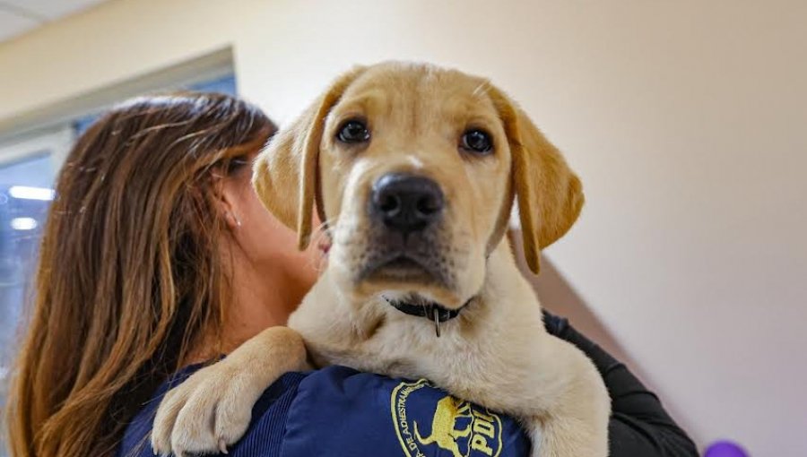 Día del Perro: 5 recomendaciones de la PDI para cuidar a estas mascotas durante las bajas temperaturas