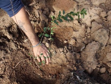 Conaf plantó este año 32.500 árboles nativos en la Reserva Nacional Lago Peñuelas de Valparaíso