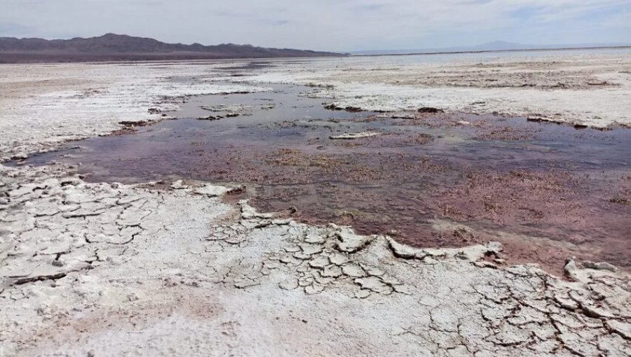 Consejo de Defensa del Estado demanda a mineras Escondida, Zaldívar y Albemarle por daños provocados al Salar de Atacama