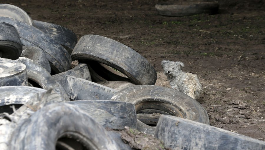 Tribunal Ambiental ratifica decreto que obliga a automotoras a hacerse cargo de neumáticos usados