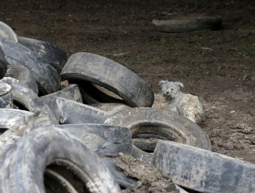 Tribunal Ambiental ratifica decreto que obliga a automotoras a hacerse cargo de neumáticos usados