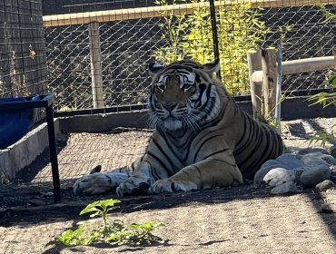 Adulto mayor se encuentra en riesgo vital tras ser atacado por un tigre en zoológico de Los Ángeles