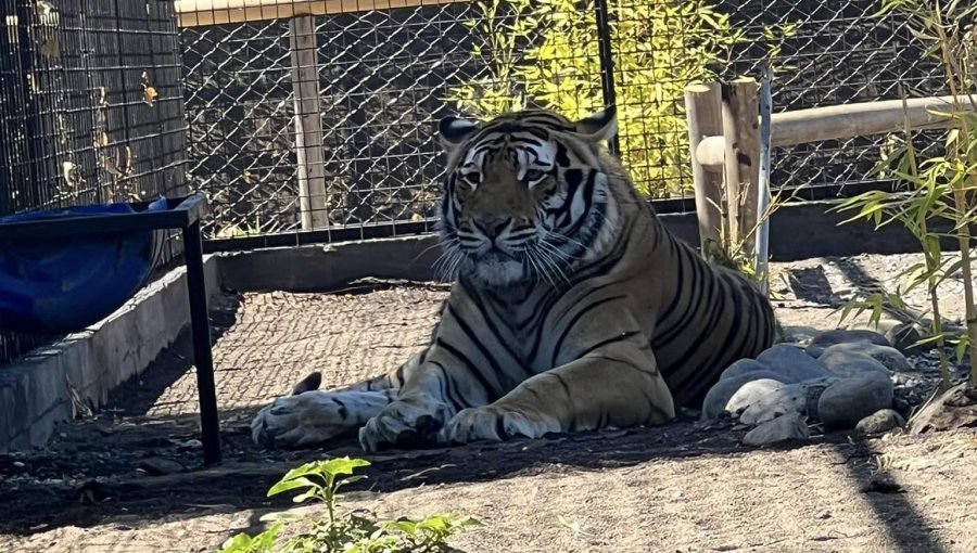 Adulto mayor se encuentra en riesgo vital tras ser atacado por un tigre en zoológico de Los Ángeles