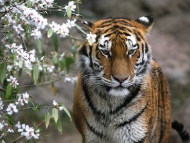 Hombre que fue atacado por tigre se mantiene en riesgo vital en Los Ángeles