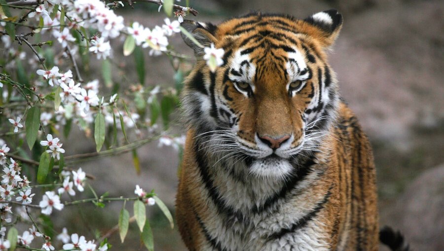 Hombre que fue atacado por tigre se mantiene en riesgo vital en Los Ángeles