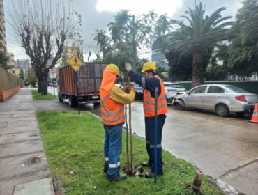 Escasez hídrica en Limache será combatida con árboles nativos y plantas mediterráneas