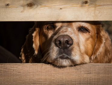 Con libertad vigilada quedó sujeto que ahorcó hasta la muerte a un perro y luego lo colgó en casa de sus dueños en Puerto Montt