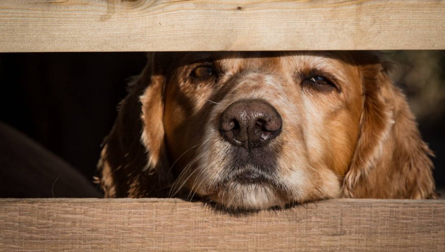 Con libertad vigilada quedó sujeto que ahorcó hasta la muerte a un perro y luego lo colgó en casa de sus dueños en Puerto Montt