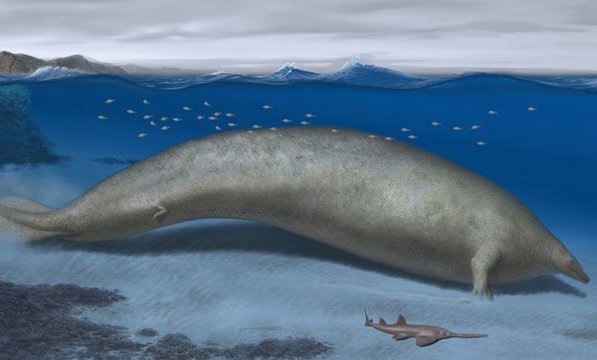 Perucetus colossus: El fósil hallado en Perú que compite con la ballena azul como el animal más pesado de la historia