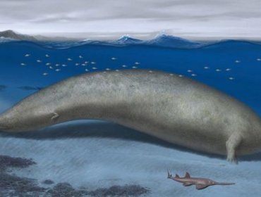 Perucetus colossus: El fósil hallado en Perú que compite con la ballena azul como el animal más pesado de la historia