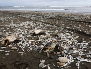 Fenómeno de El Niño se intensificaría a fin de año lo que provocaría varamientos masivos de peces