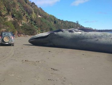 Reportan varamiento de ballena azul en Ancud: Solicitan investigar su causa de muerte