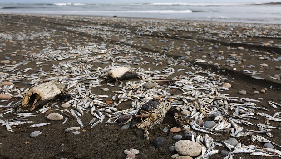 Fenómeno de El Niño se intensificaría a fin de año lo que provocaría varamientos masivos de peces