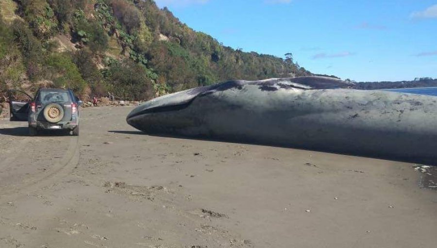 Reportan varamiento de ballena azul en Ancud: Solicitan investigar su causa de muerte