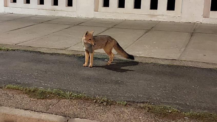 Nuevo avistamiento de zorro en la vía pública, esta vez en Valparaíso