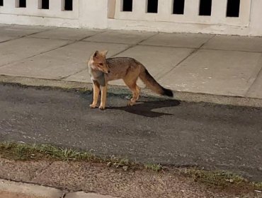 Nuevo avistamiento de zorro en la vía pública, esta vez en Valparaíso