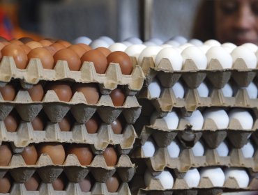 Producción de huevos blancos se contrajo 4,9% durante junio en la región de Valparaíso