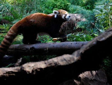 Muere "Kelú", el único panda rojo nacido en Chile