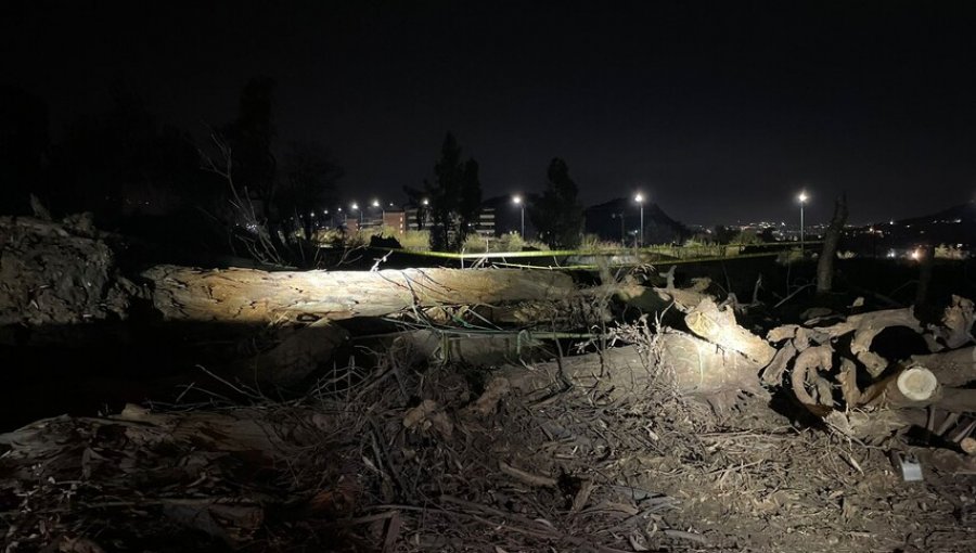 Trabajador muere aplastado por un árbol en Lo Barnechea