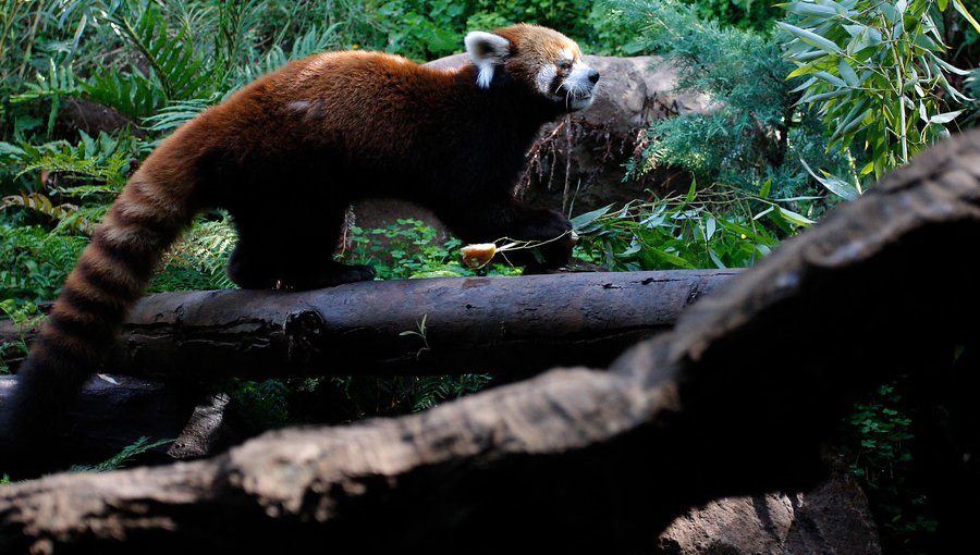 Muere "Kelú", el único panda rojo nacido en Chile