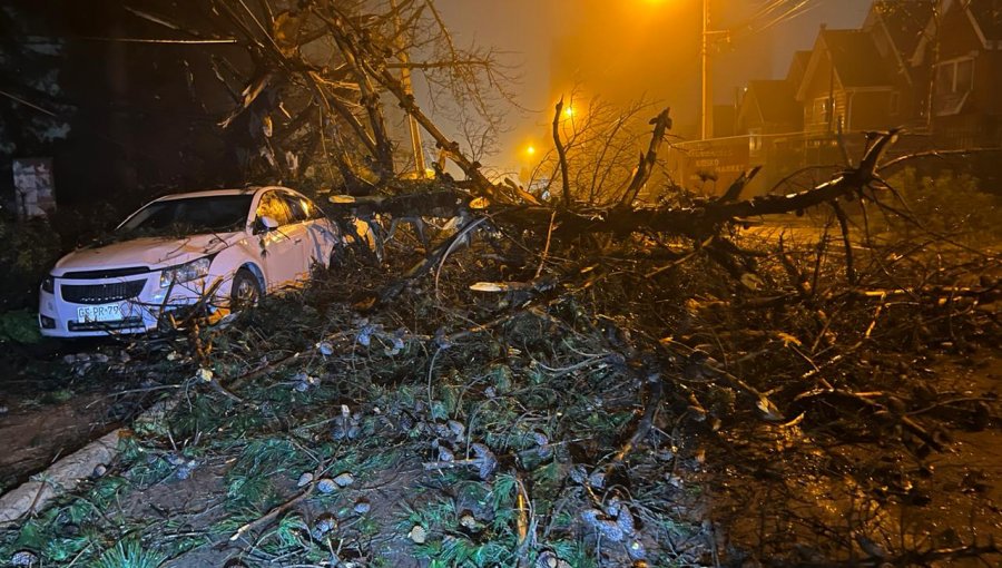 Caída de un árbol causó serios daños en tres autos en el cerro San Roque de Valparaíso