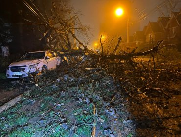 Caída de un árbol causó serios daños en tres autos en el cerro San Roque de Valparaíso