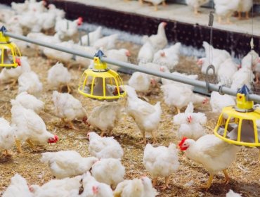 Ministro de Agricultura informó que Chile se declaró libre de influenza aviar en aves de corral