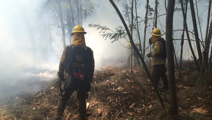 Conaf busca reclutar a más de 450 brigadistas para combatir incendios en la región de Valparaíso