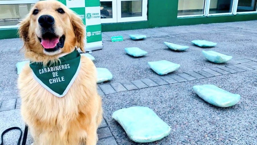 Can de Carabineros detectó más de 17 kilos de marihuana procesada durante fiscalización a bus en la región de Coquimbo