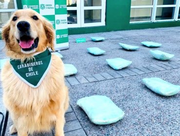 Can de Carabineros detectó más de 17 kilos de marihuana procesada durante fiscalización a bus en la región de Coquimbo