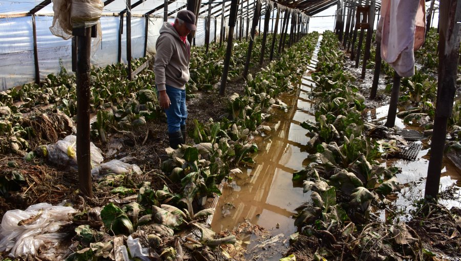 Gremio agrícola estima que daños causados por sistema frontal ascenderían al menos a US$600 millones