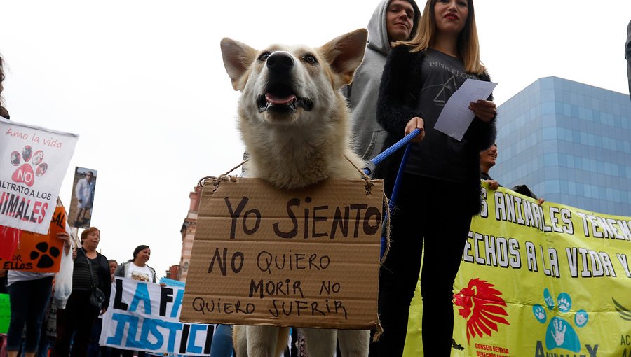 Decretan prisión preventiva para sujetos acusados de maltrato animal por agresión a perrita comunitaria de San Vicente de Tagua Tagua